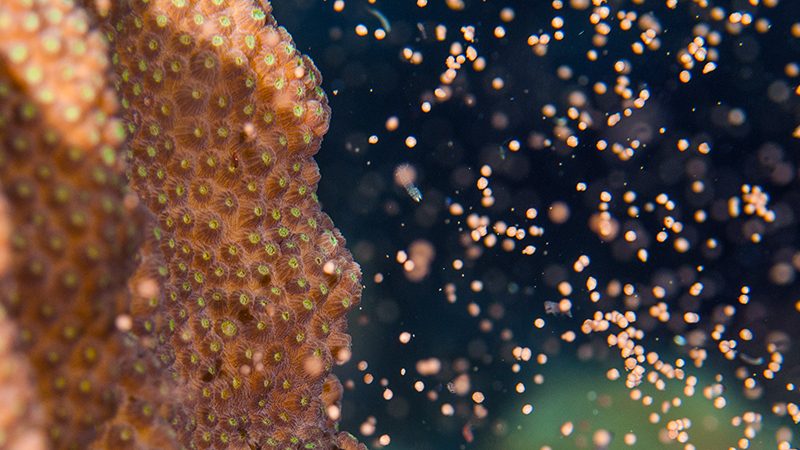 サンゴの一斉産卵
